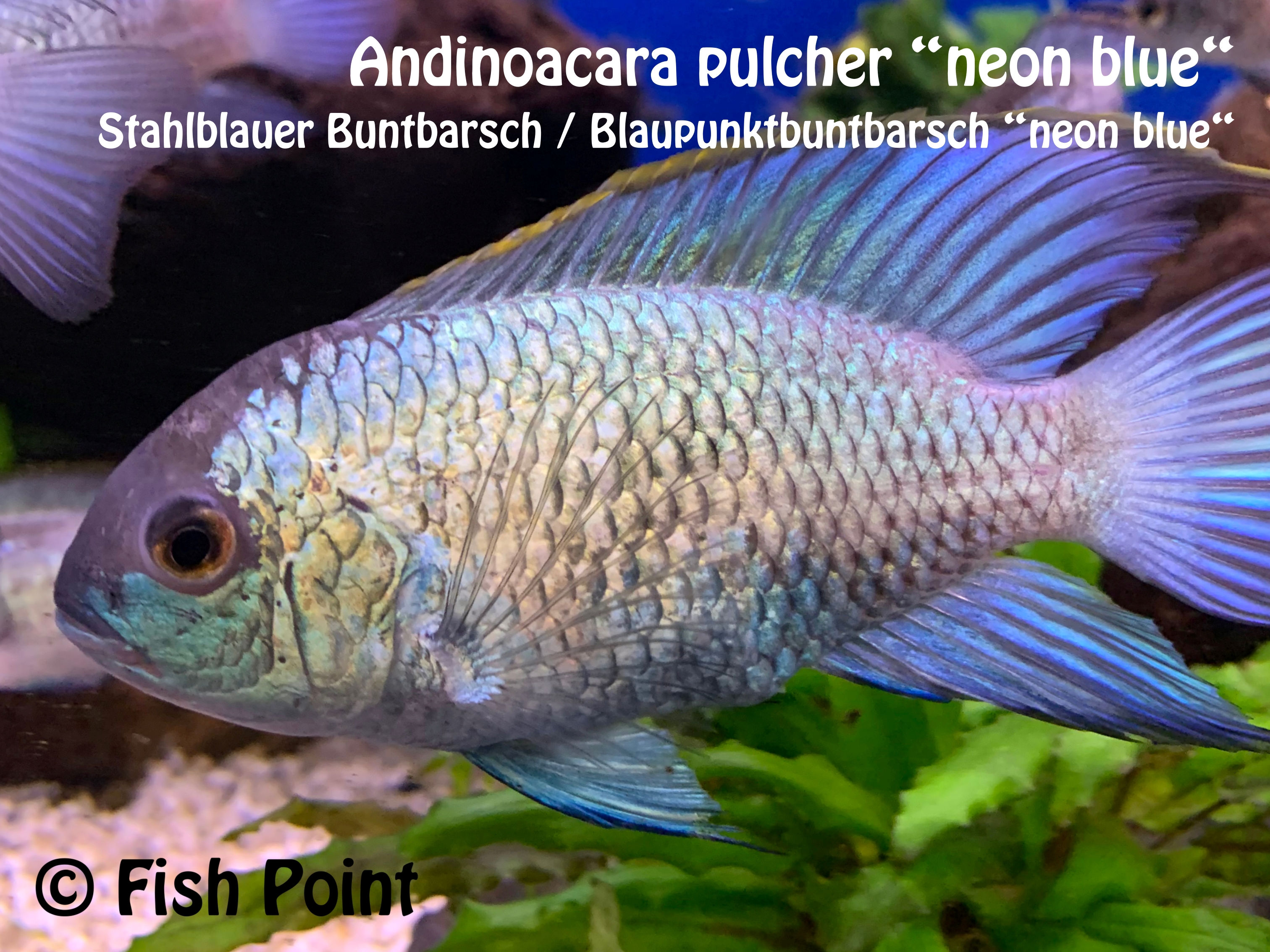 Andinoacara pulcher “neon blue“