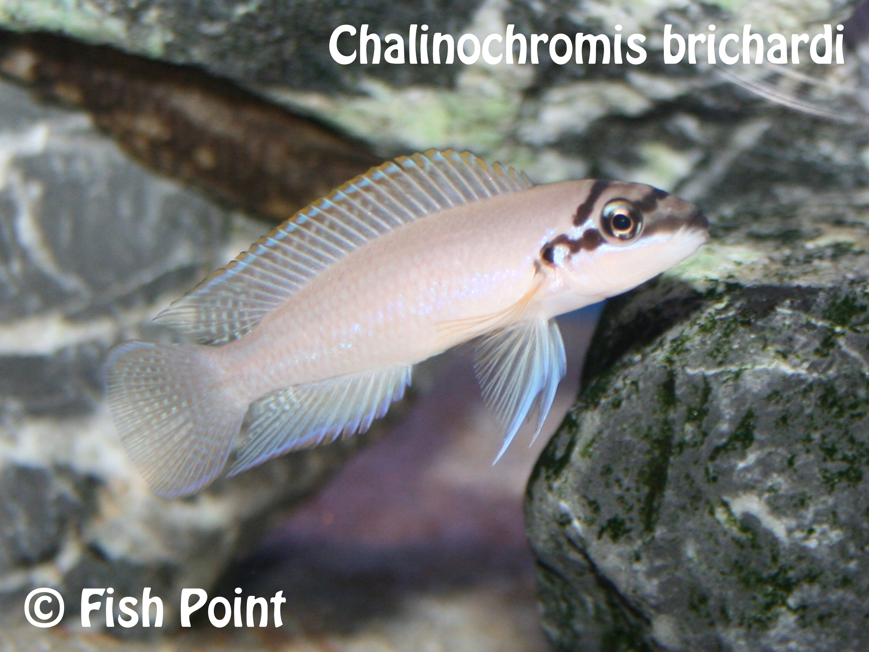 Chalinochromis brichardi