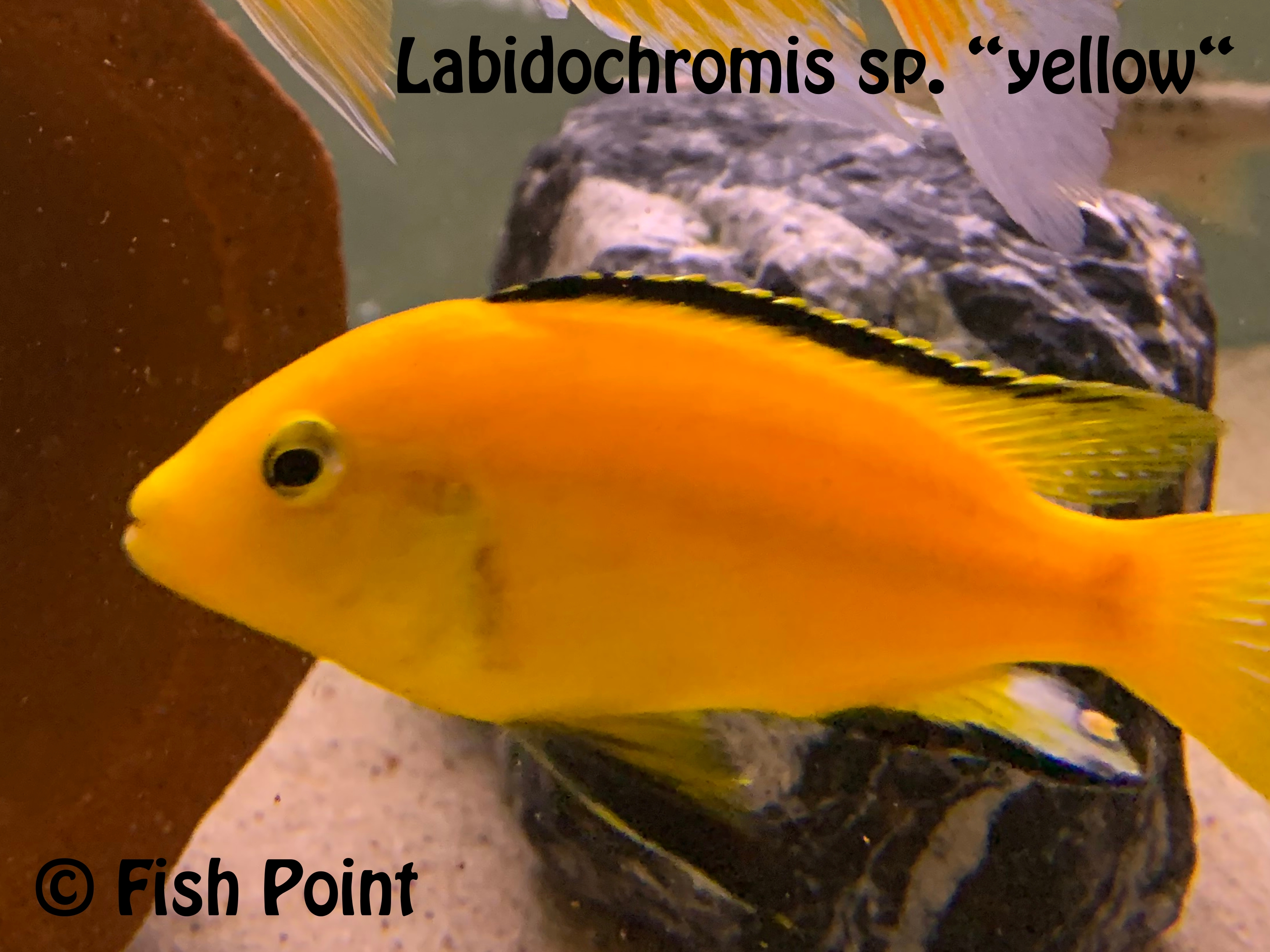 Labidochromis sp. yellow