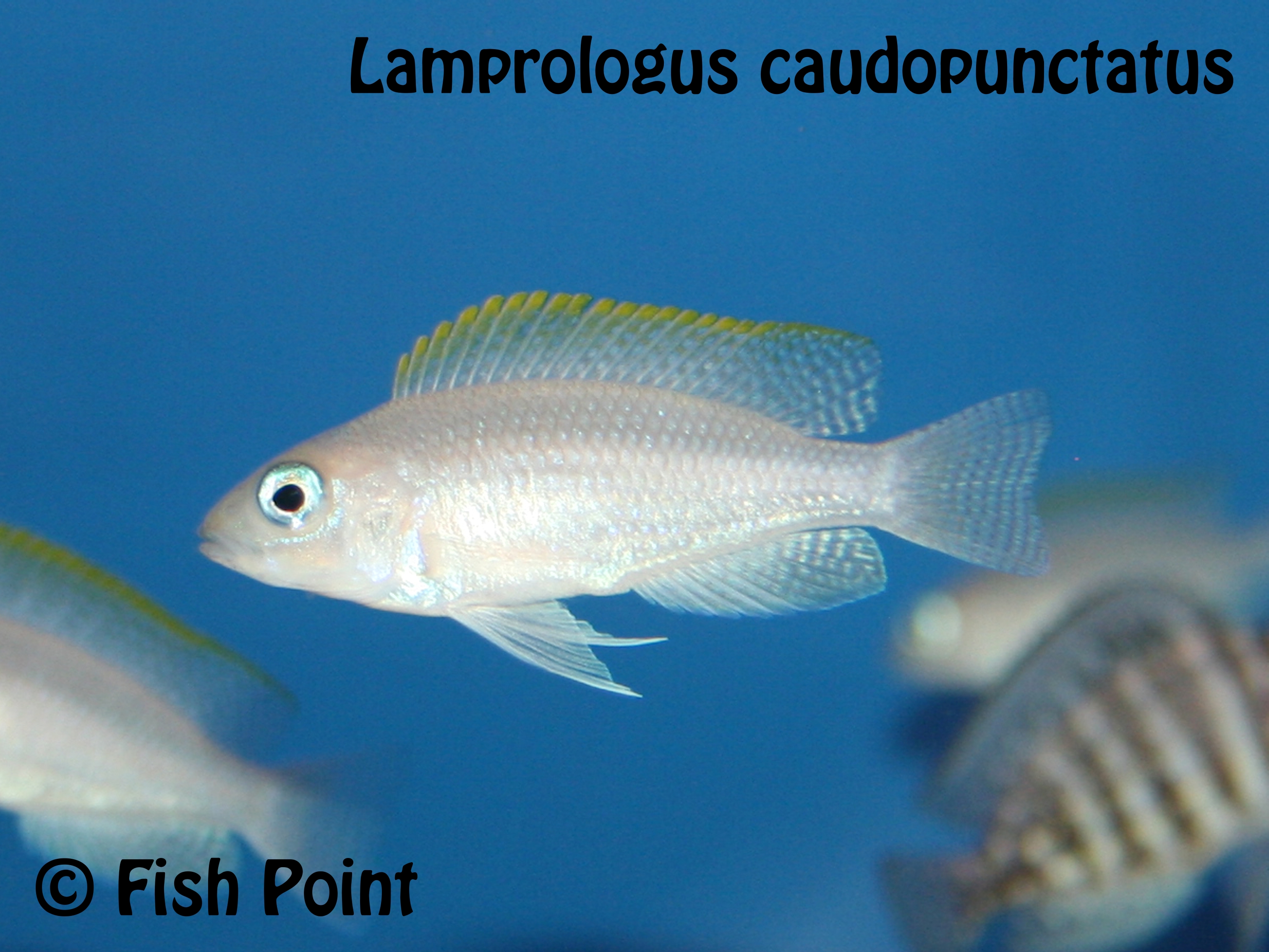 Lamprologus caudopunctatus