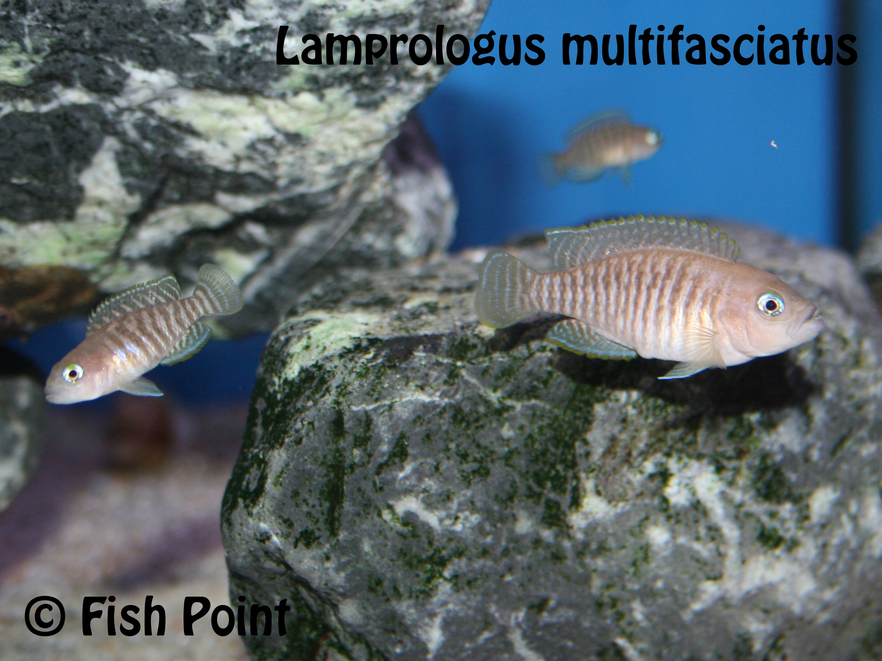 Lamprologus multifasciatus