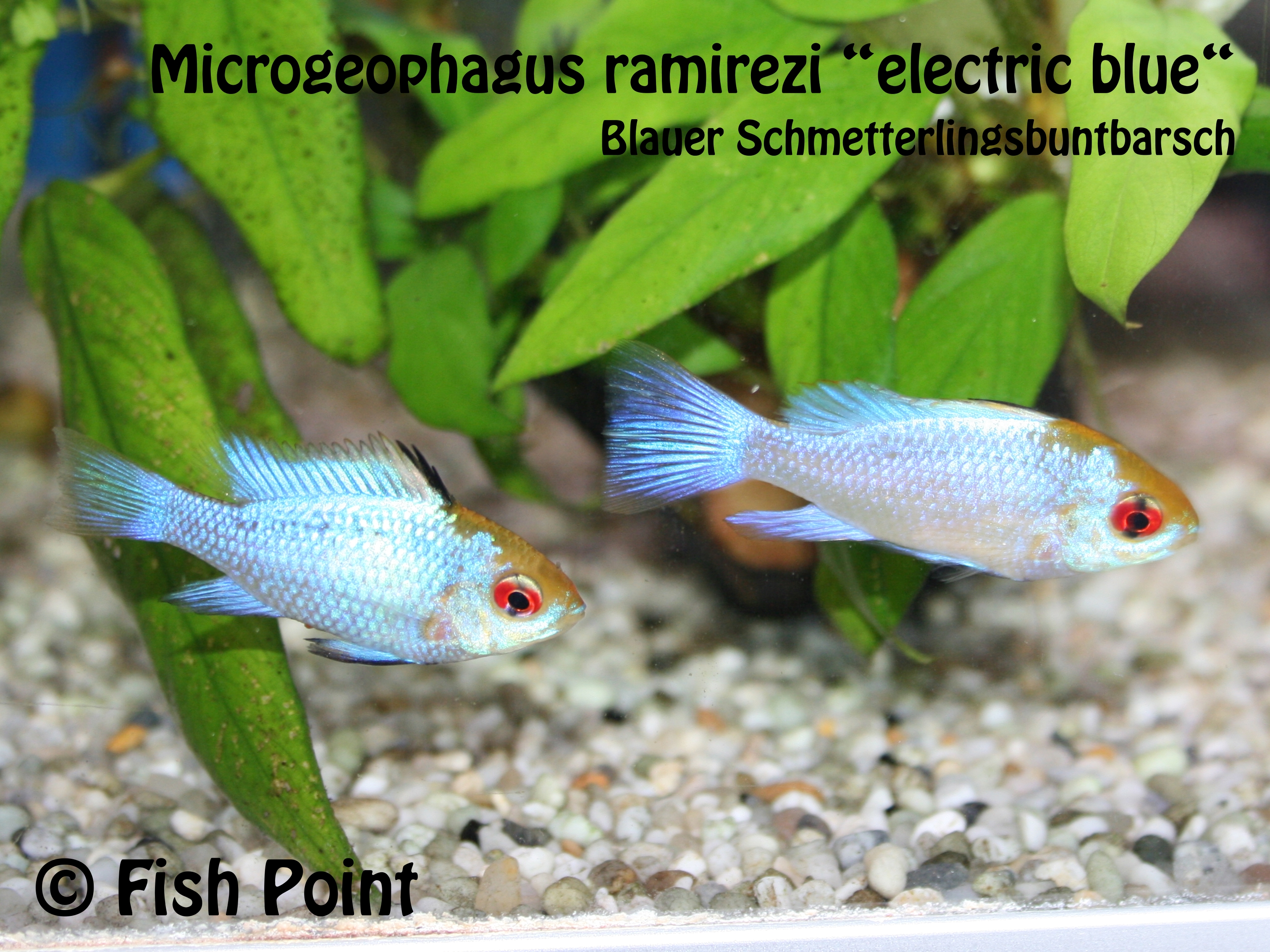 Microgeophagus ramirezi electric blue