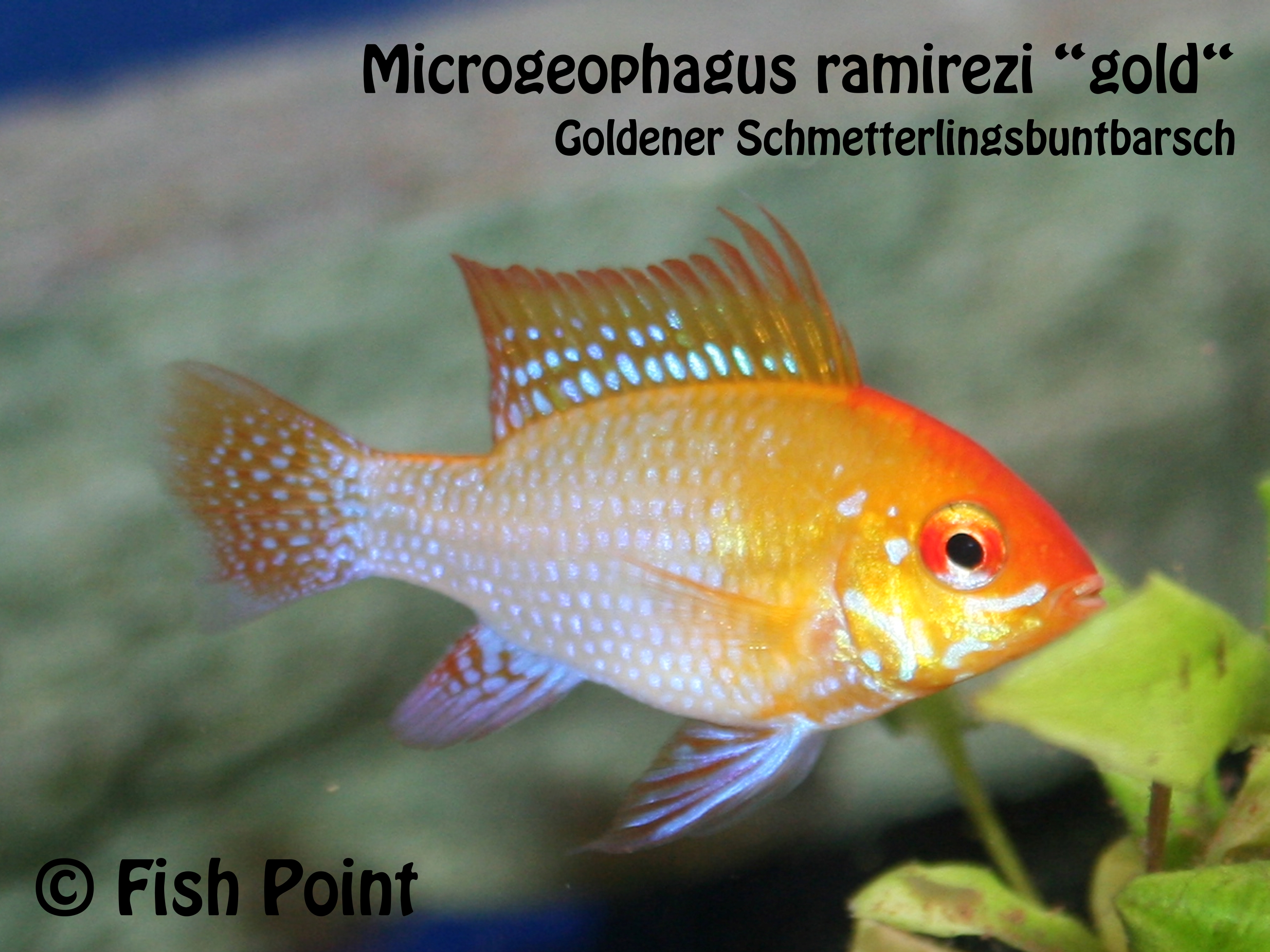 Microgeophagus ramirezi gold
