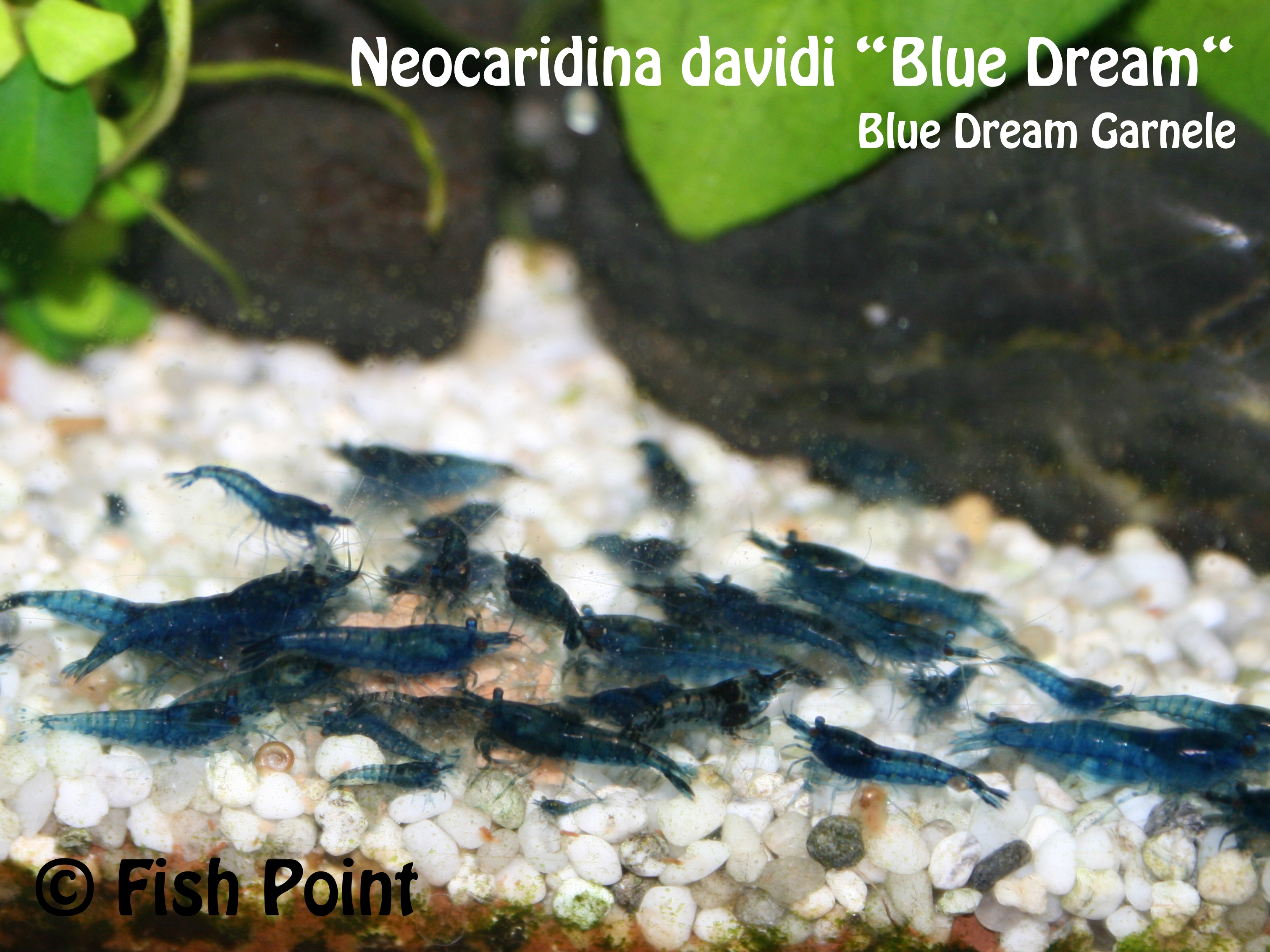 Neocaridina davidi blue dream