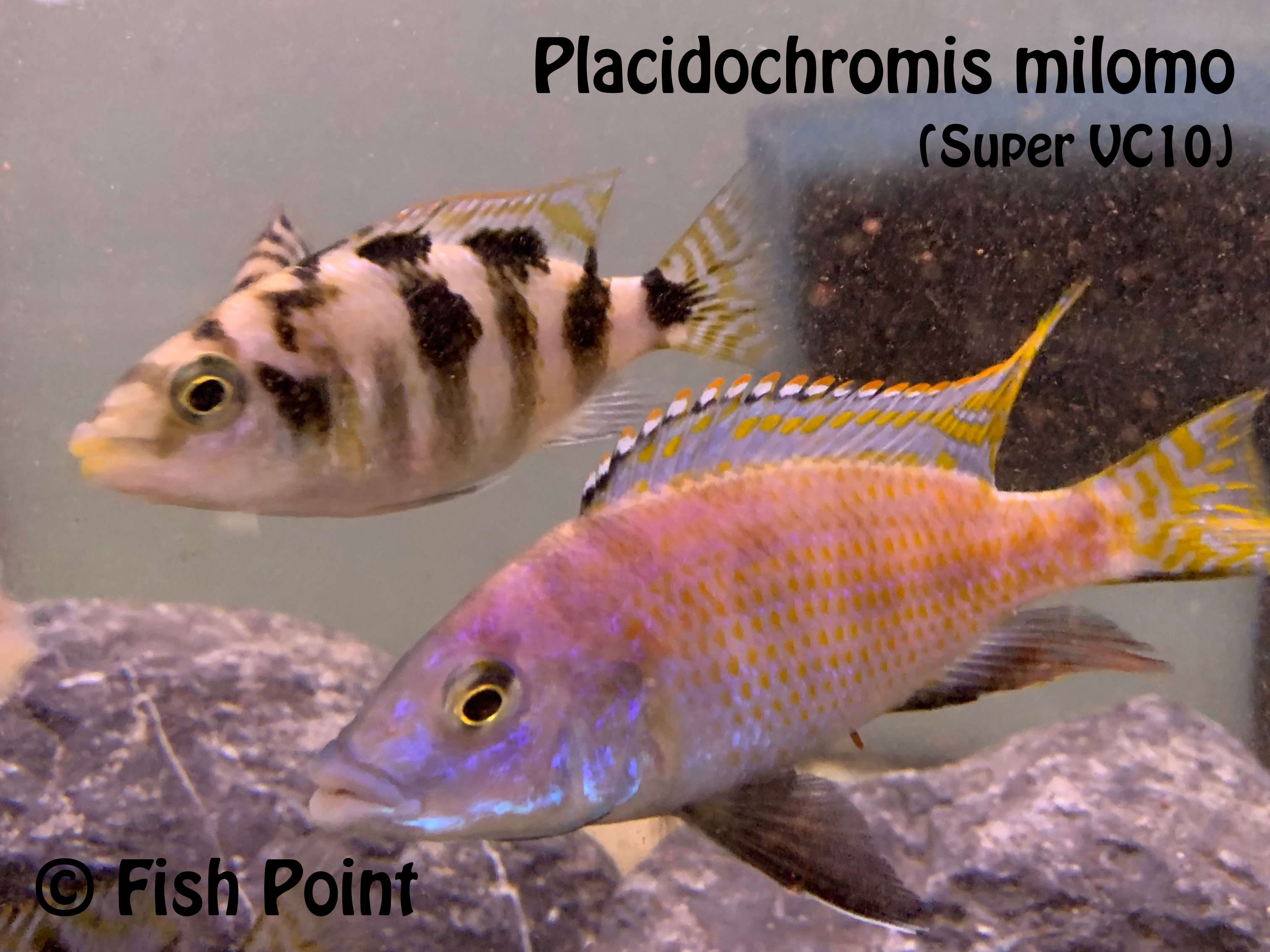 Placidochromis milomo