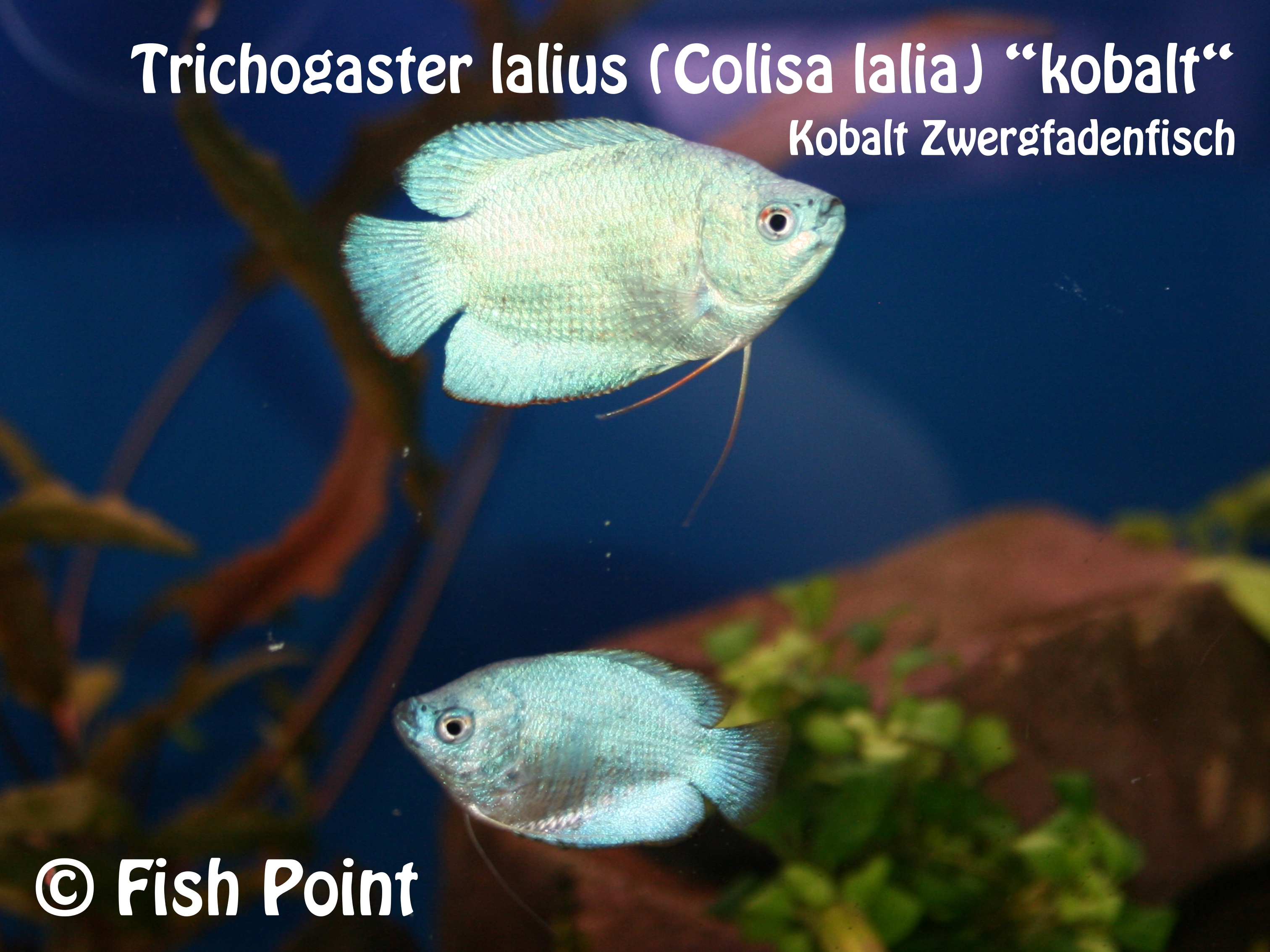 Kobalt Zwergfadenfisch
